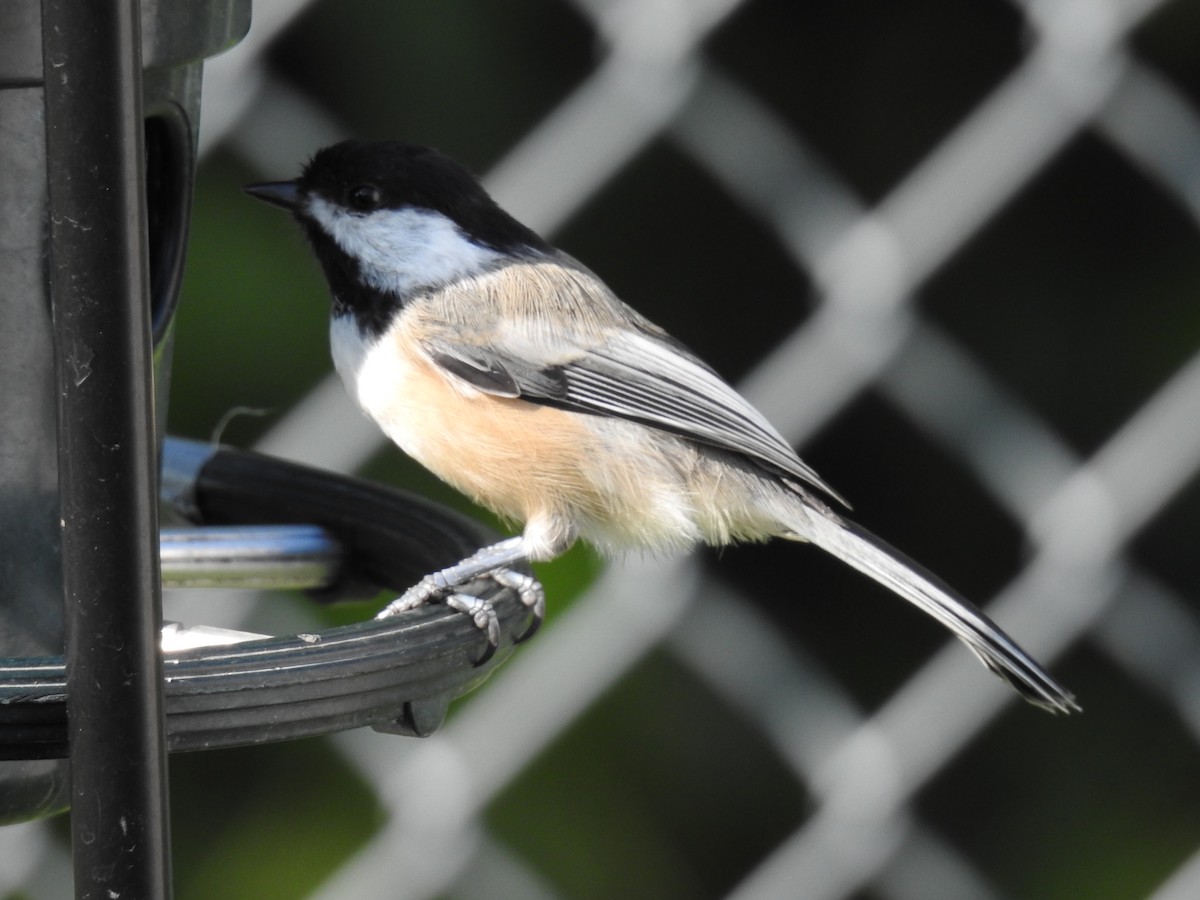 Black-capped Chickadee - ML622957382