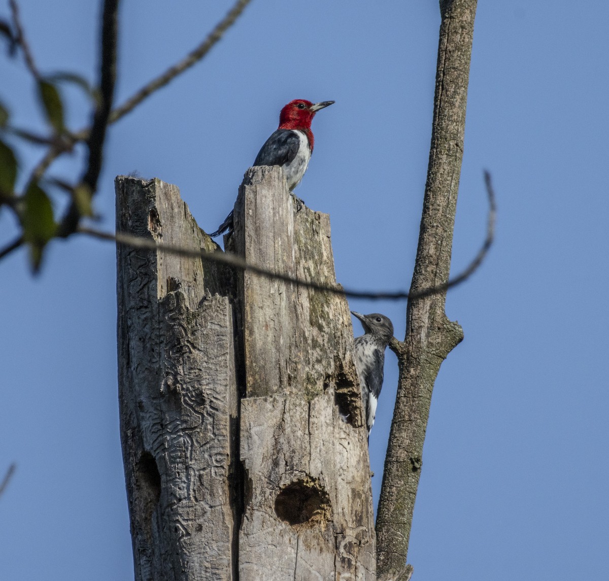 Red-headed Woodpecker - Russell Lamb