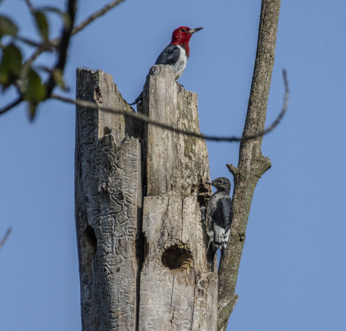 Red-headed Woodpecker - ML622957459