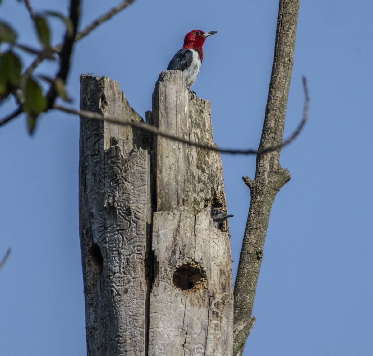 Red-headed Woodpecker - ML622957462