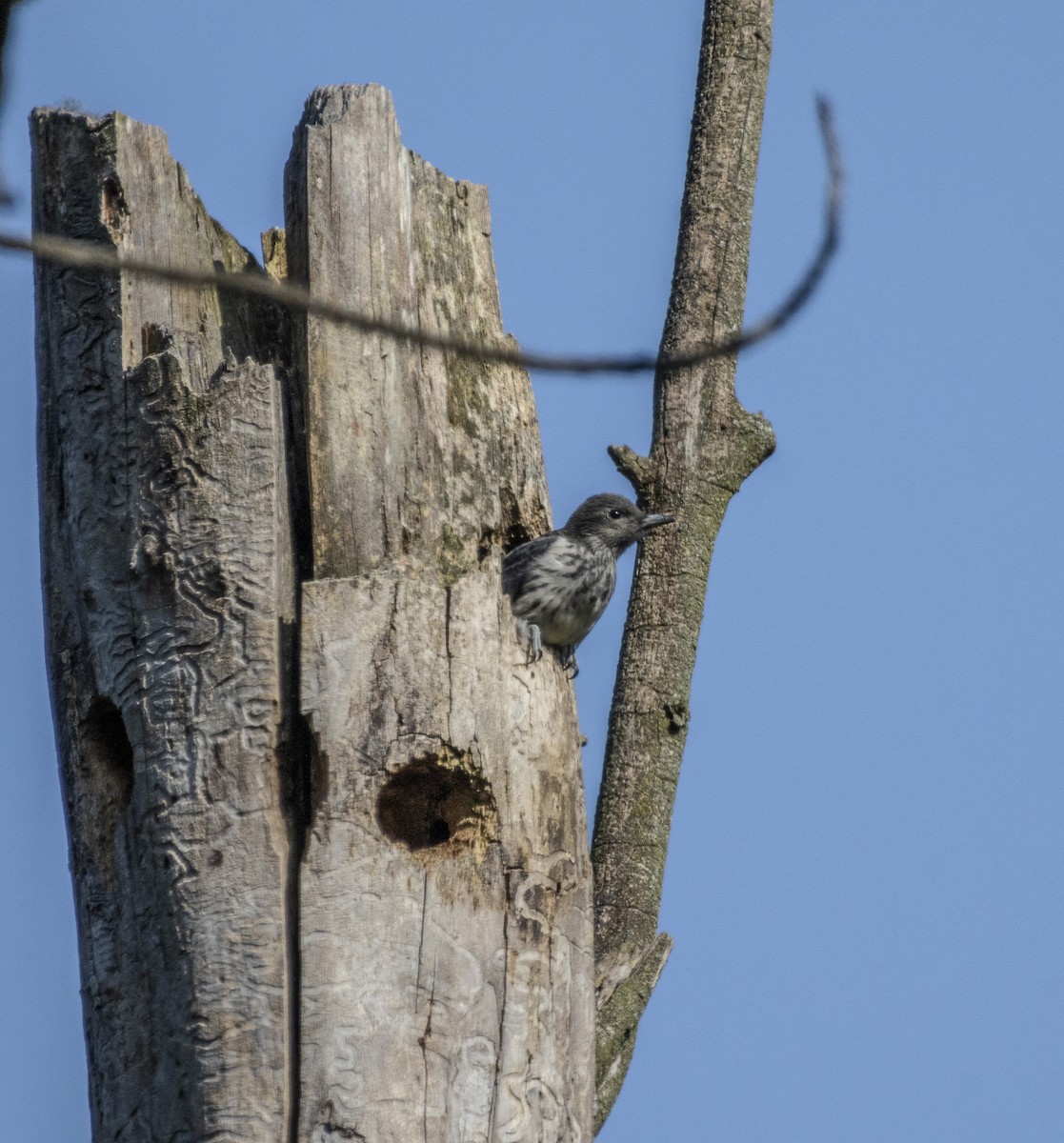 Red-headed Woodpecker - ML622957464