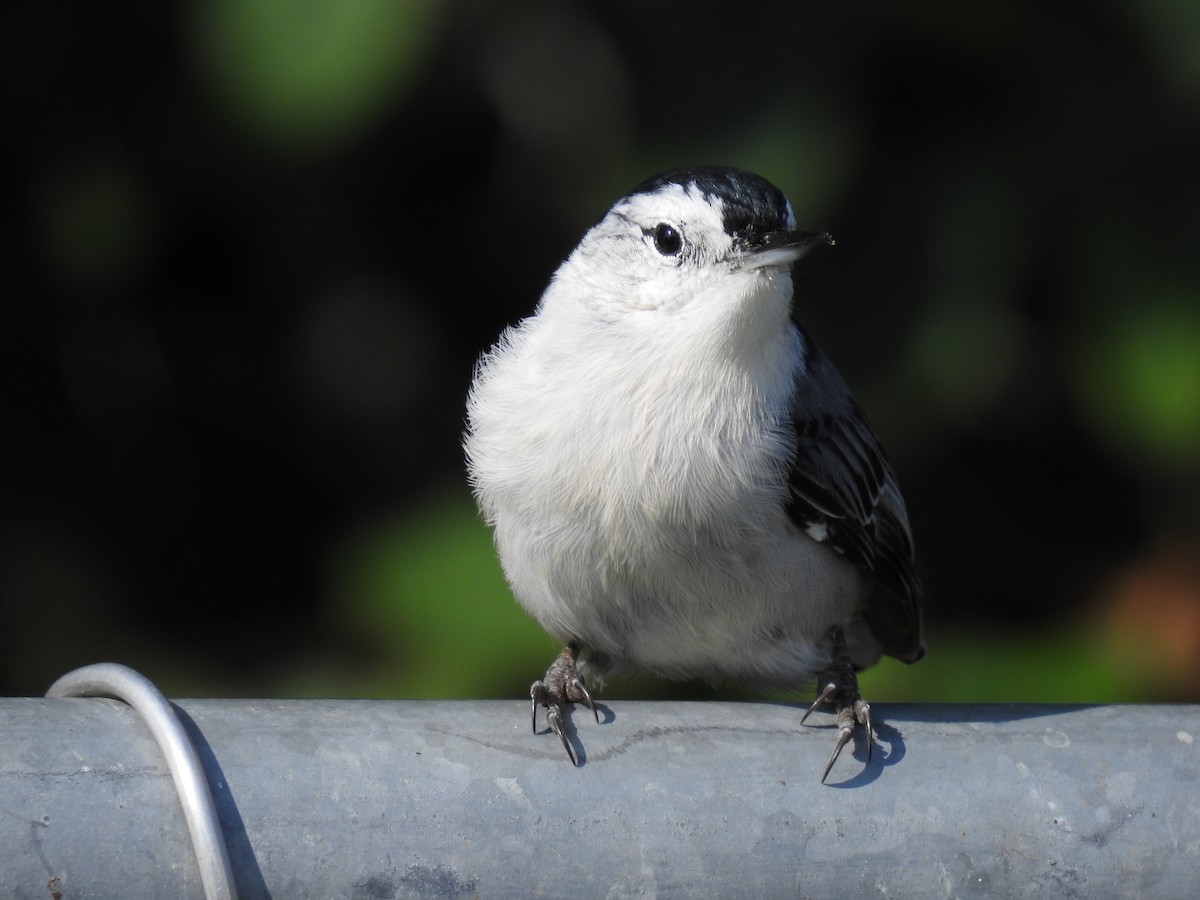 White-breasted Nuthatch - ML622957469