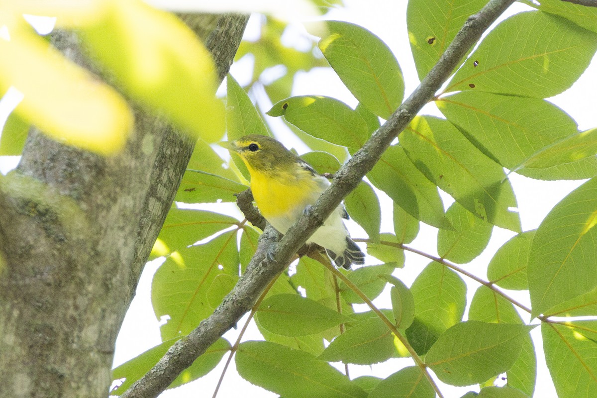 Yellow-throated Vireo - ML622957471