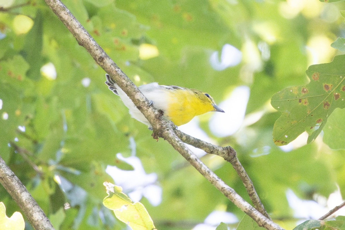 Yellow-throated Vireo - Kevin Todd