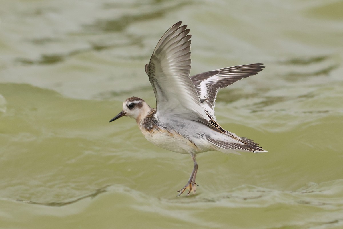 Phalarope à bec large - ML622957494