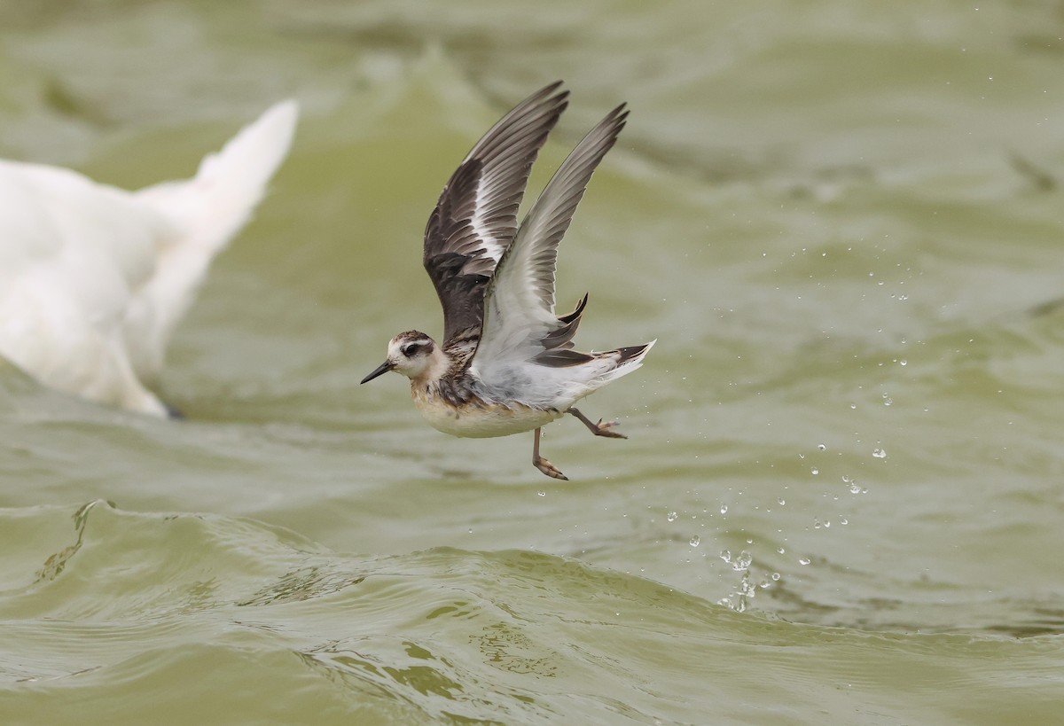 Phalarope à bec large - ML622957502