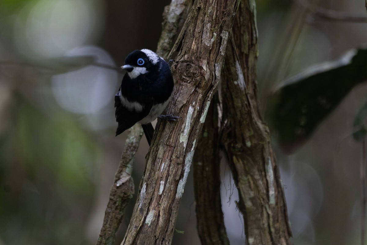 Pied Monarch - Jodhan Fine