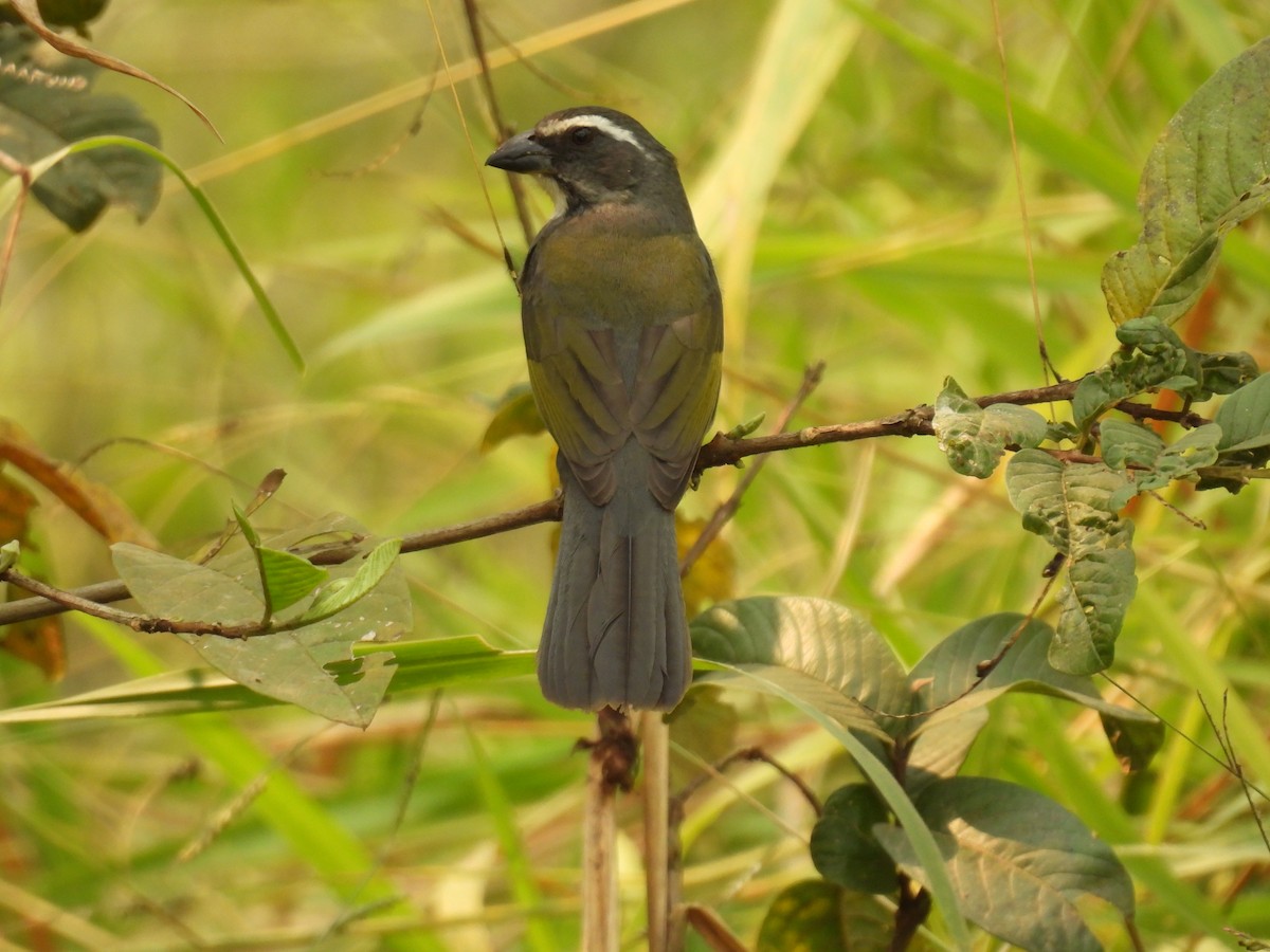 Green-winged Saltator - ML622957609