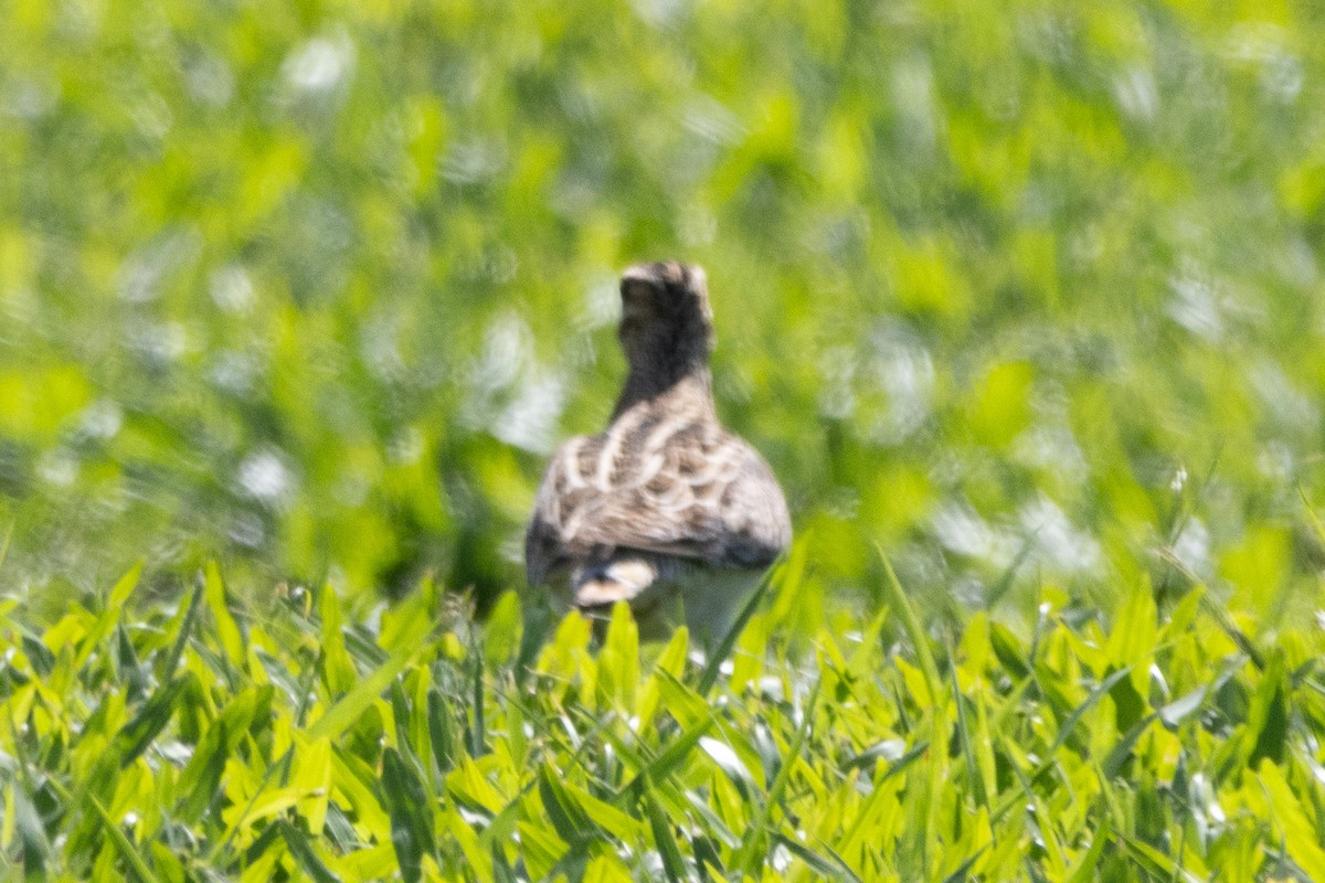 Latham's Snipe - ML622957619