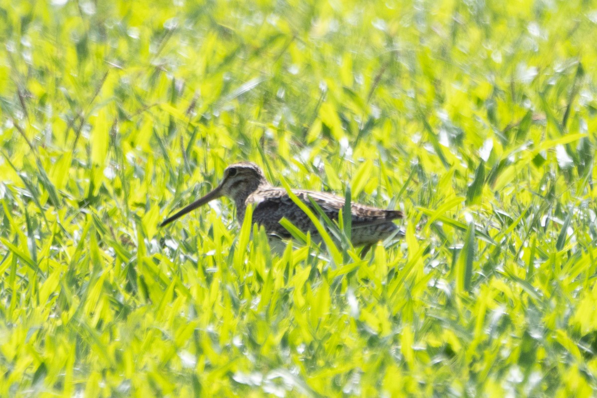 Latham's Snipe - ML622957629