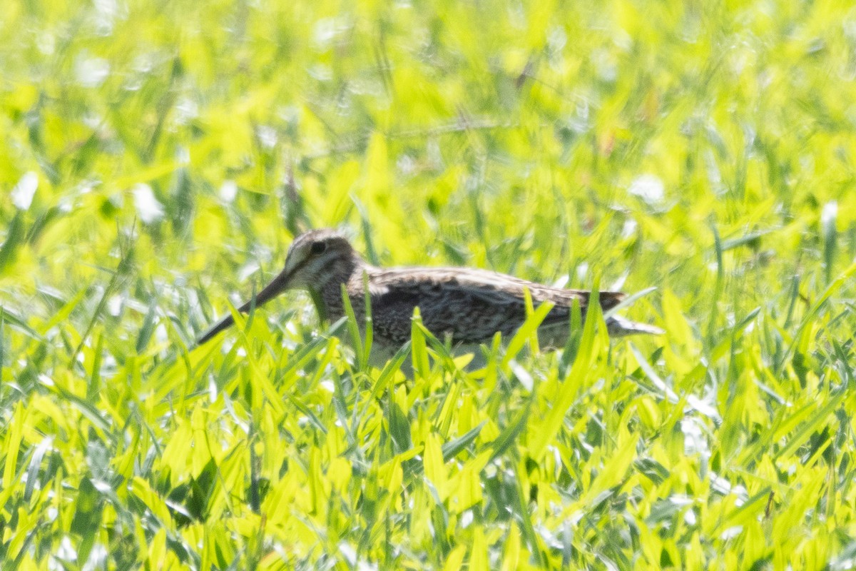 Latham's Snipe - ML622957630