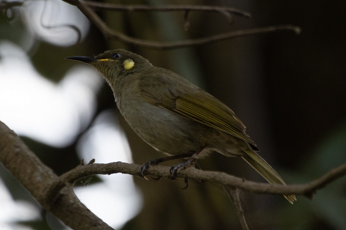 Cryptic Honeyeater - ML622957657