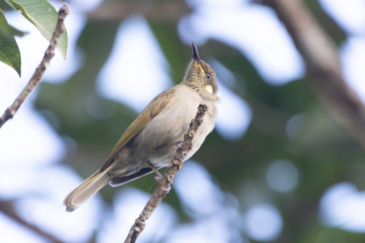 Cryptic Honeyeater - ML622957670