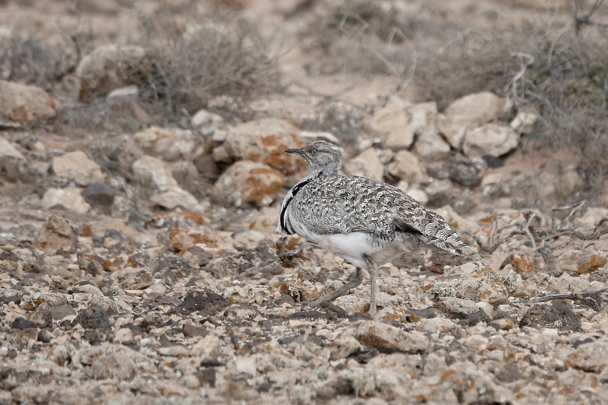 Houbara Bustard (Canary Is.) - Simon Pearce