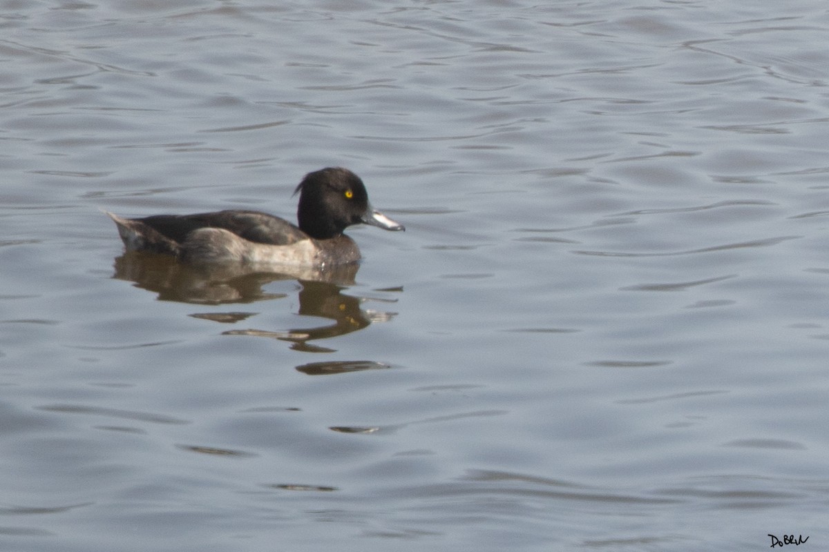 Tufted Duck - ML622957700