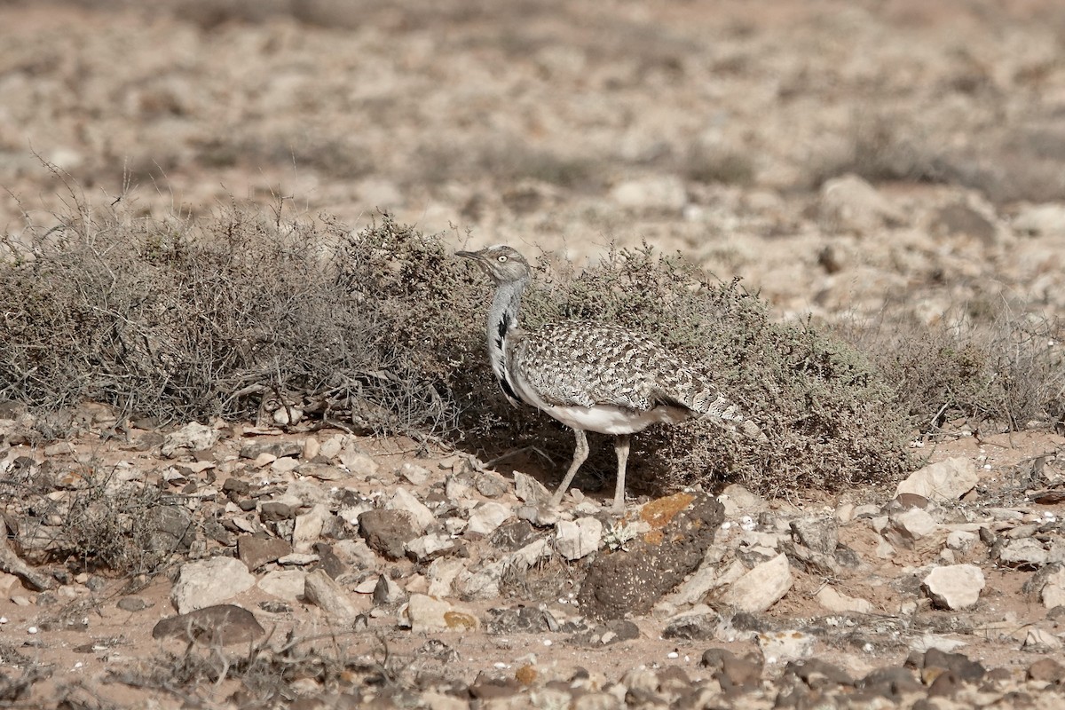 フサエリショウノガン（fuertaventurae） - ML622957701