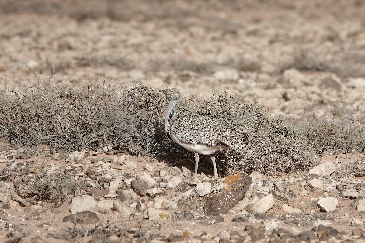 フサエリショウノガン（fuertaventurae） - ML622957703