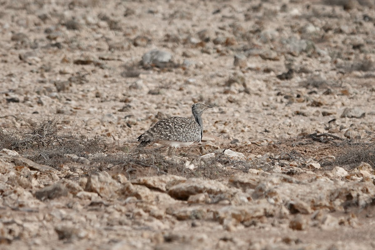 フサエリショウノガン（fuertaventurae） - ML622957726