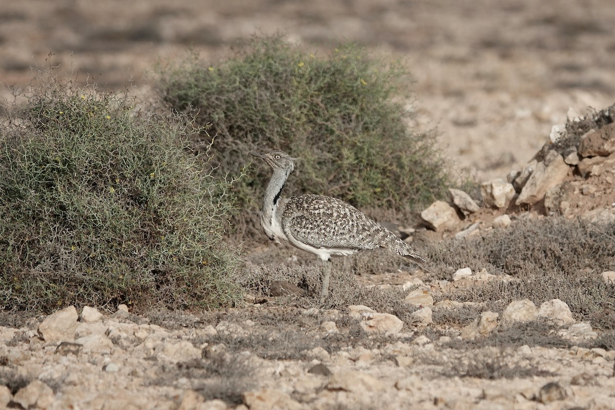 フサエリショウノガン（fuertaventurae） - ML622957729