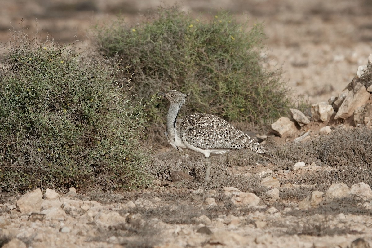 フサエリショウノガン（fuertaventurae） - ML622957730