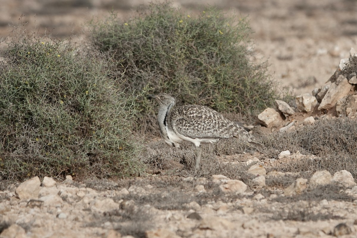 フサエリショウノガン（fuertaventurae） - ML622957732