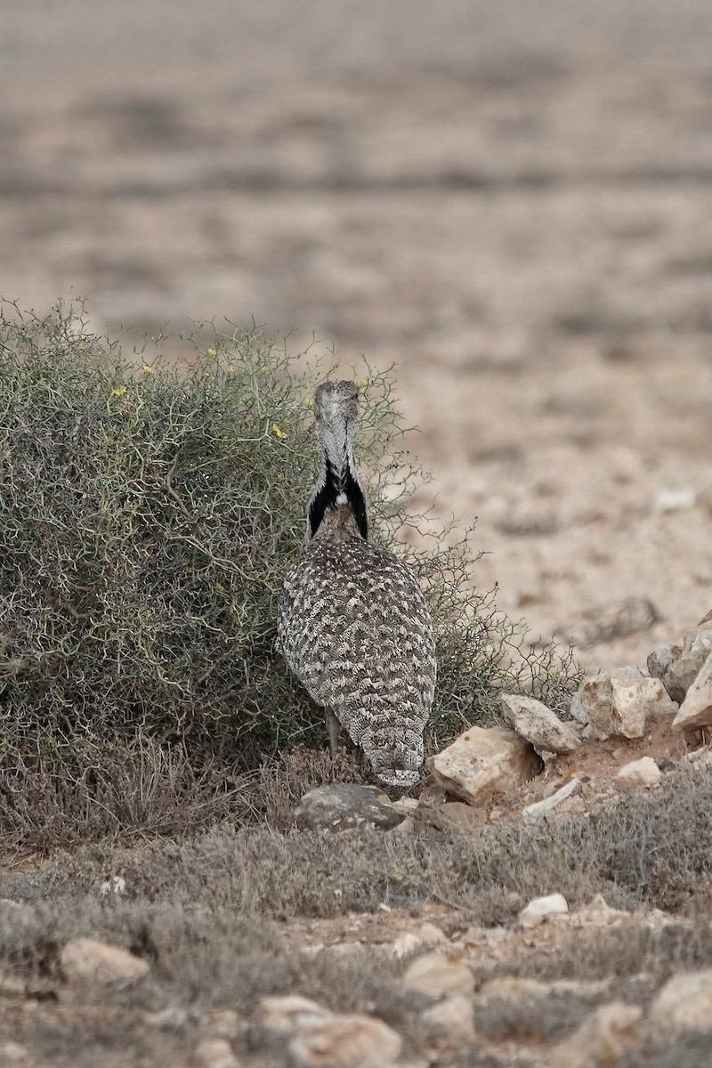 フサエリショウノガン（fuertaventurae） - ML622957734