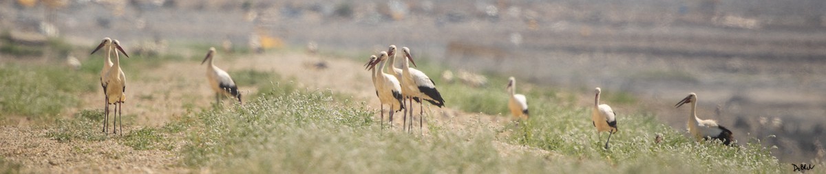 White Stork - ML622957744
