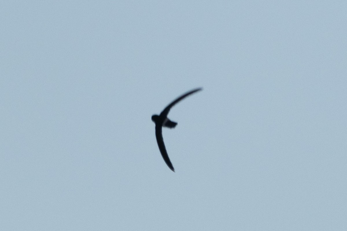 Australian Swiftlet - ML622957774