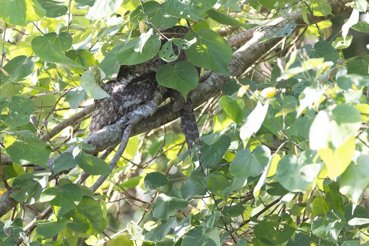 Papuan Frogmouth - ML622957780