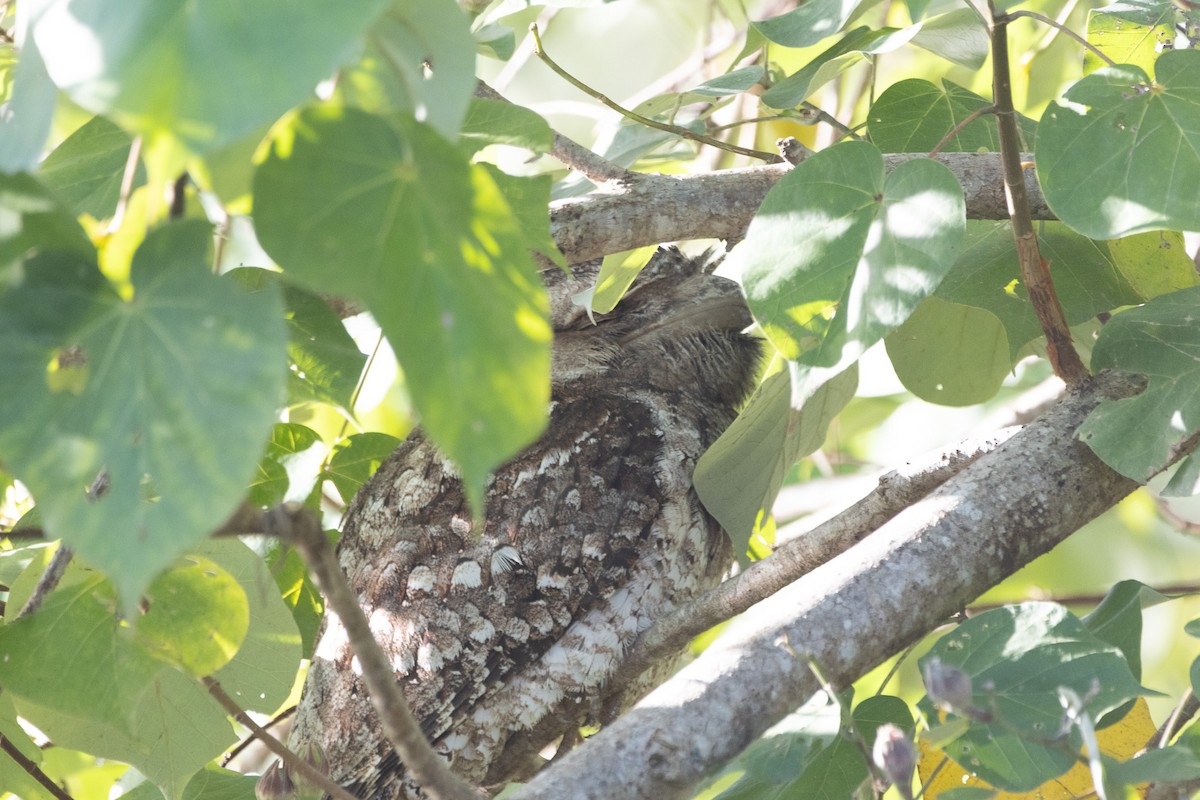 Papuan Frogmouth - ML622957783