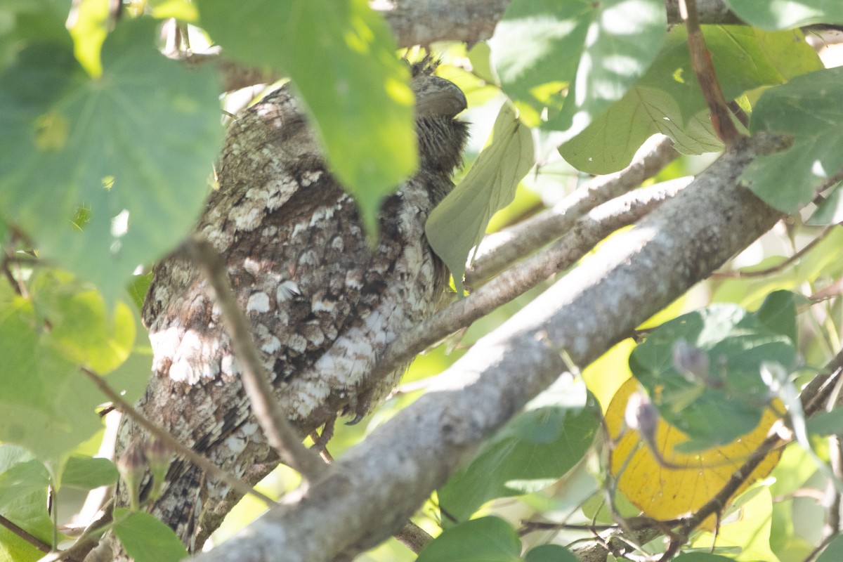 Papuan Frogmouth - Jodhan Fine