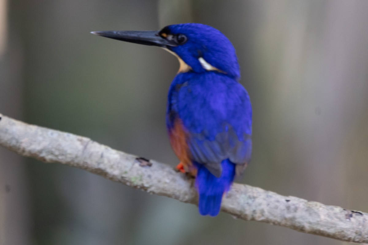 Azure Kingfisher - ML622957791