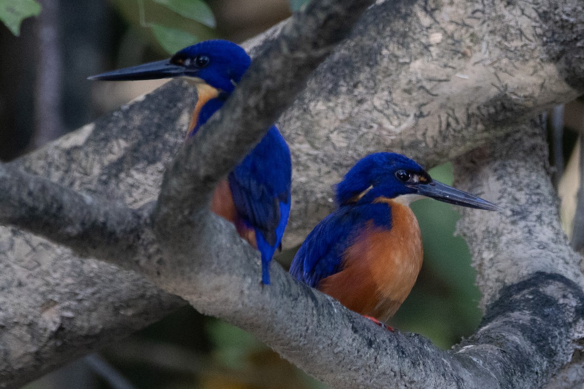 Azure Kingfisher - ML622957793