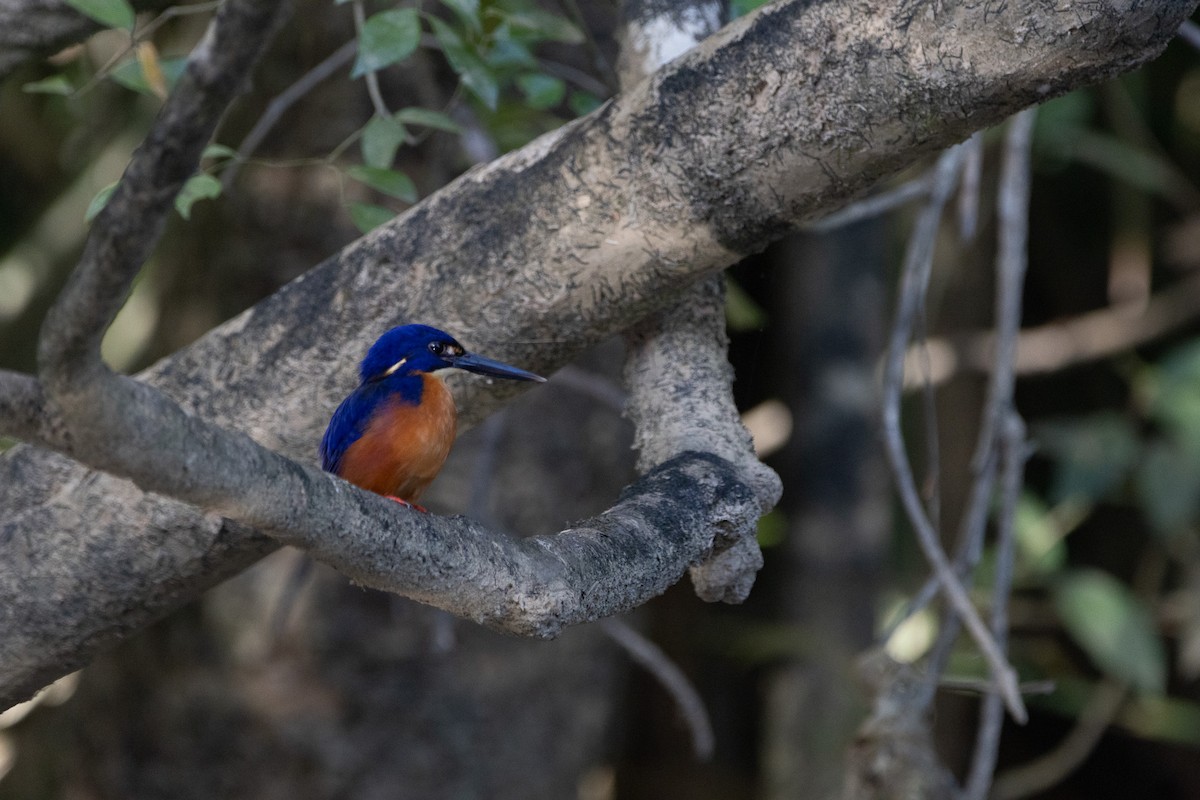 Azure Kingfisher - ML622957796