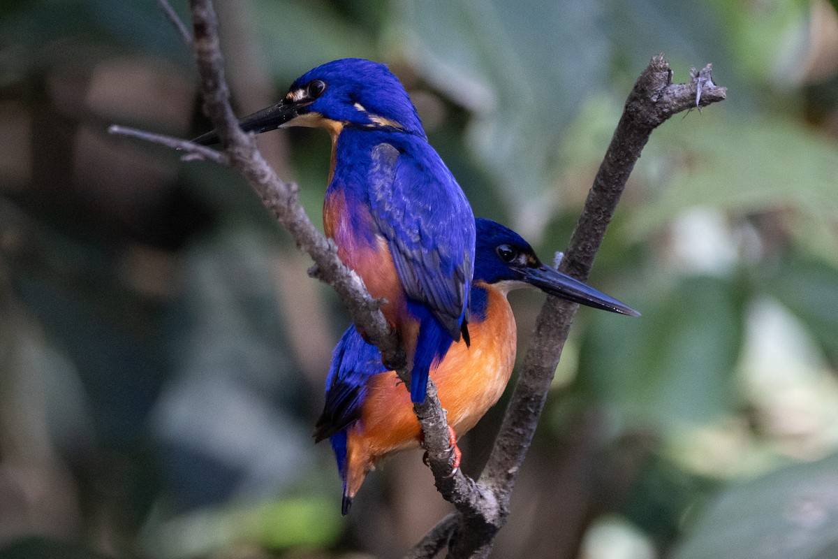 Azure Kingfisher - ML622957798