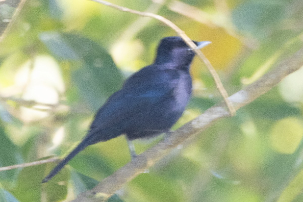 Shining Flycatcher - ML622957801