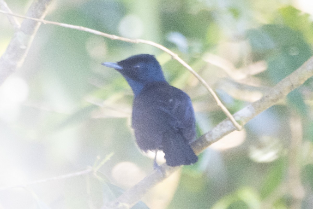 Shining Flycatcher - ML622957802