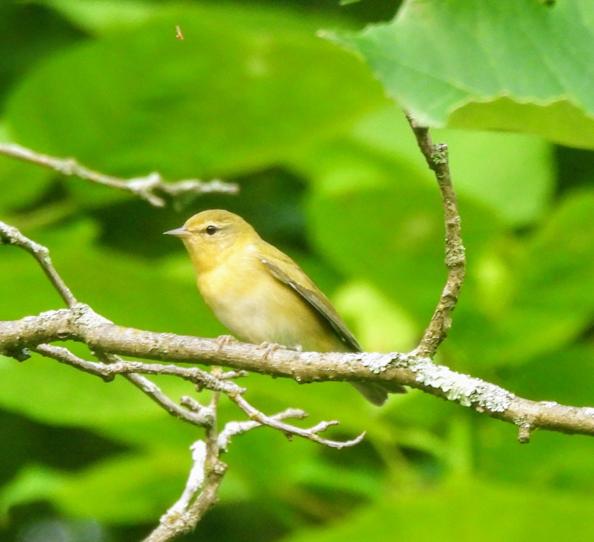 Tennessee Warbler - ML622957804