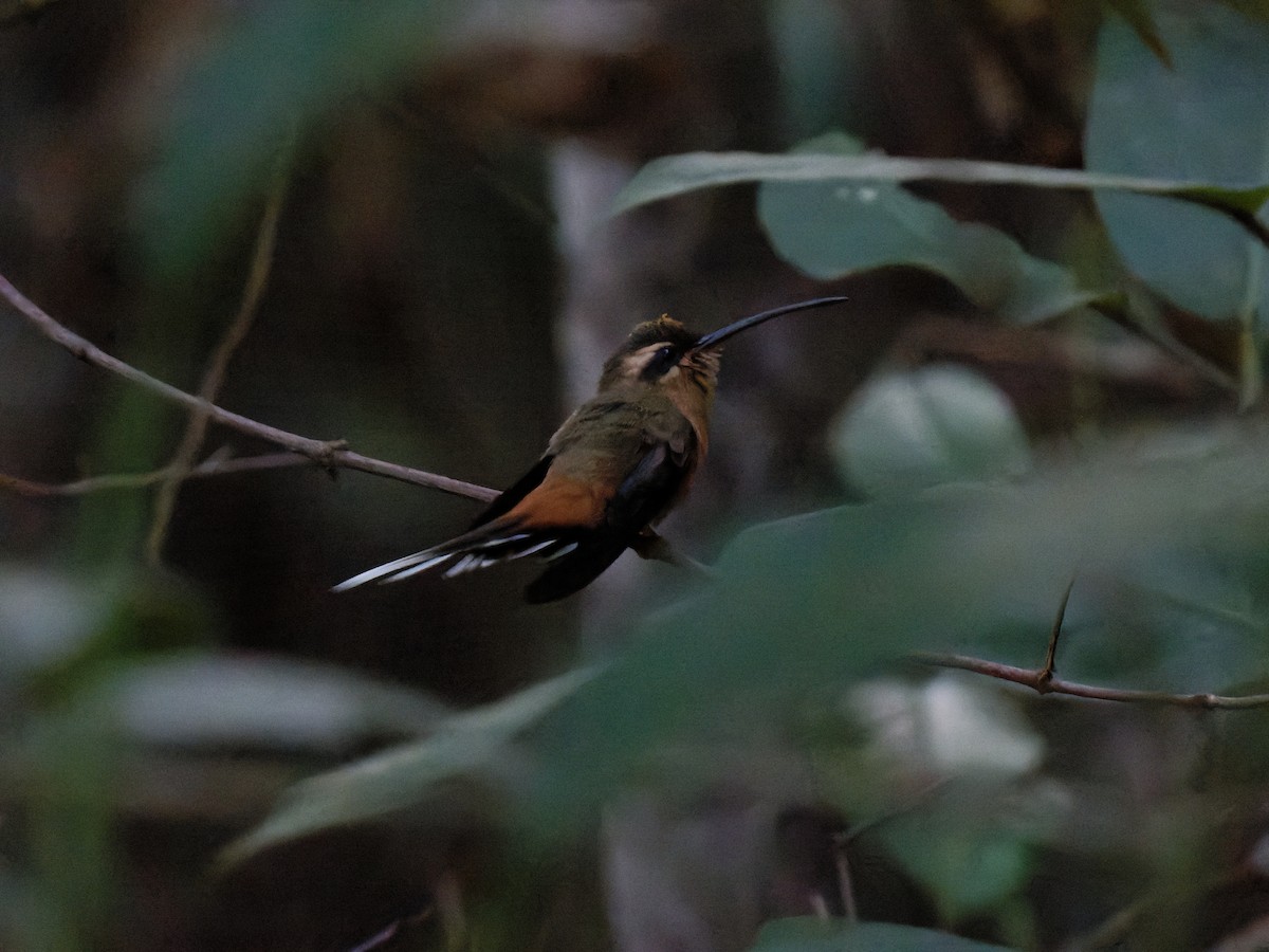 Planalto Hermit - ML622957861