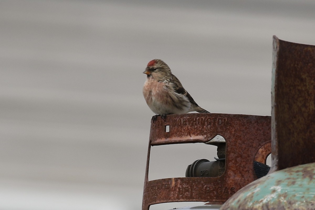 Common Redpoll - John Lorenc