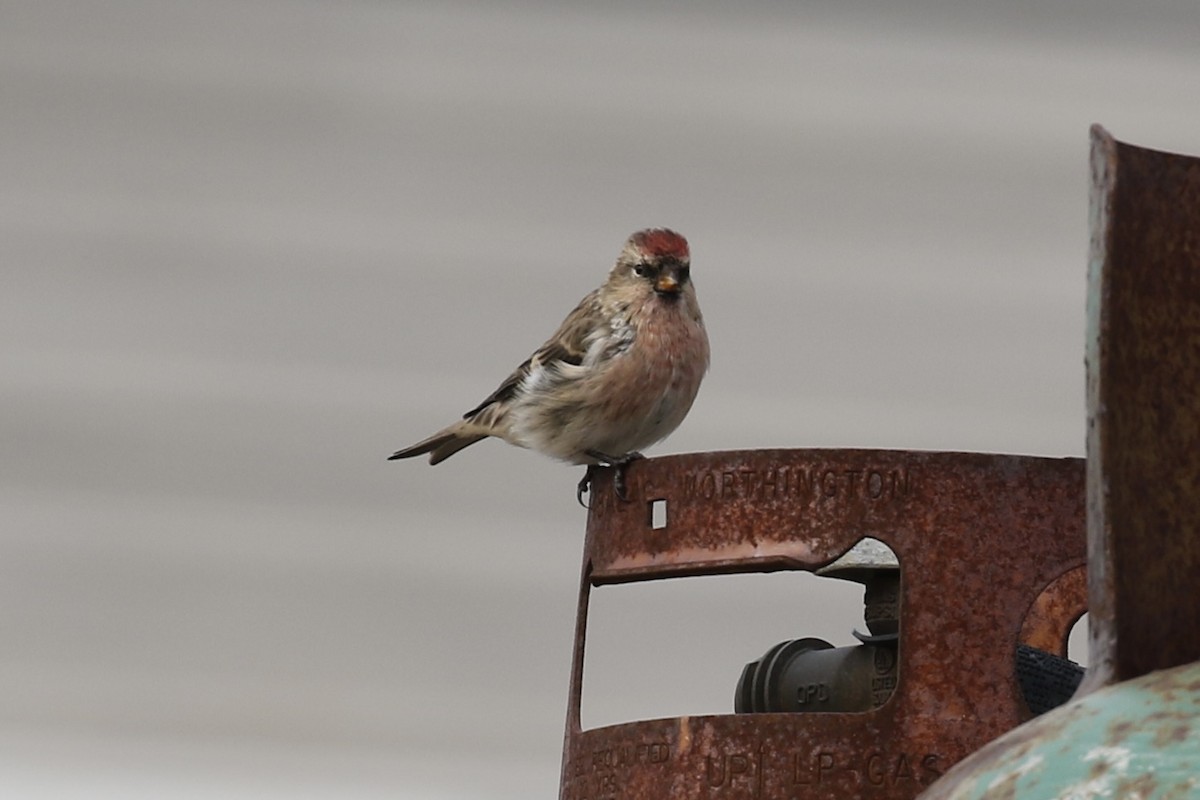 Common Redpoll - ML622957881