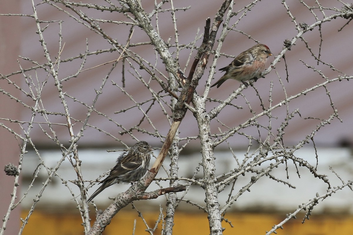 Common Redpoll - ML622957882