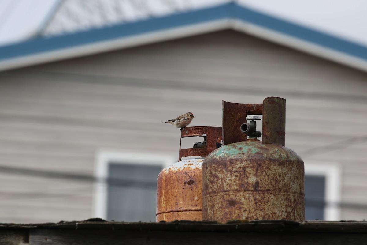 Common Redpoll - ML622957883