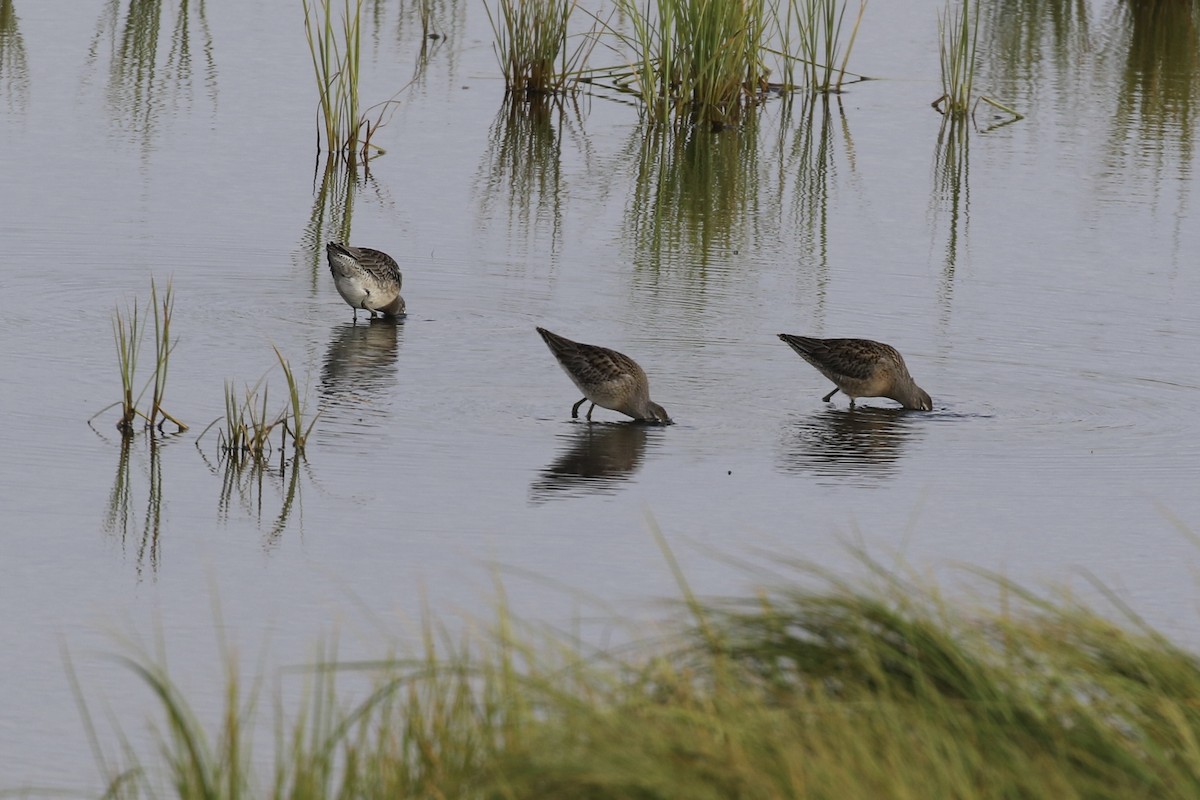 Long-billed Dowitcher - ML622957890