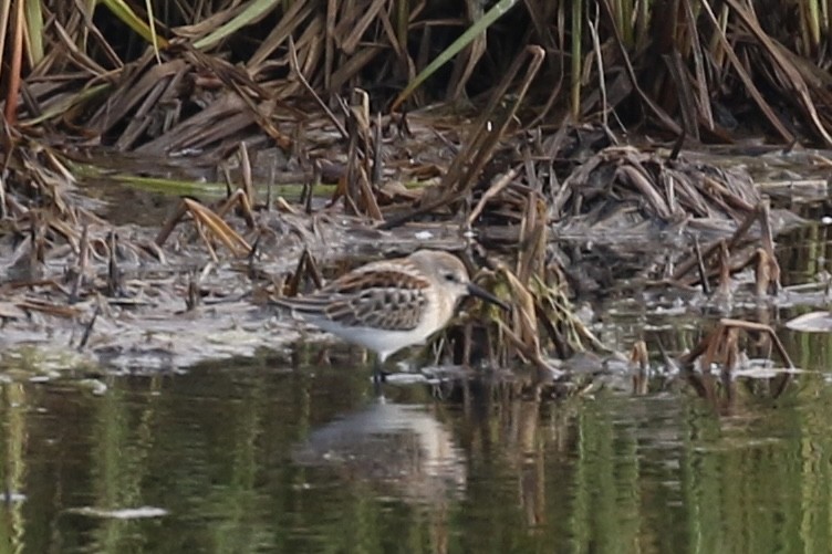 Western Sandpiper - ML622957902