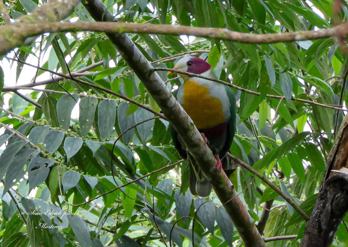 Yellow-breasted Fruit-Dove - ML622957910