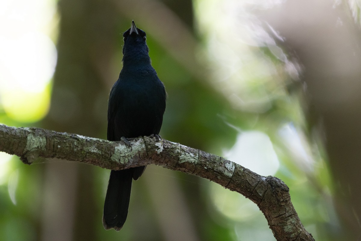 Shining Flycatcher - ML622957911