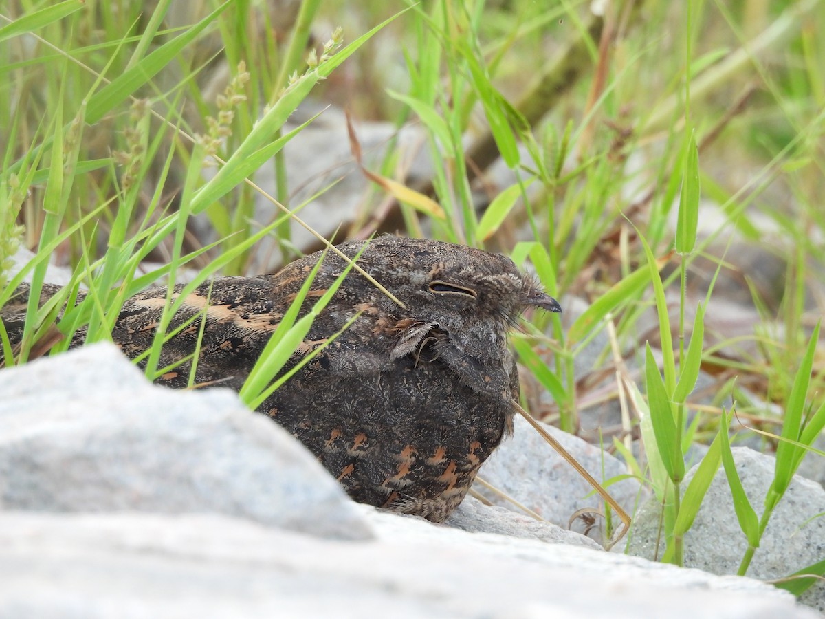 Savanna Nightjar - ML622957925