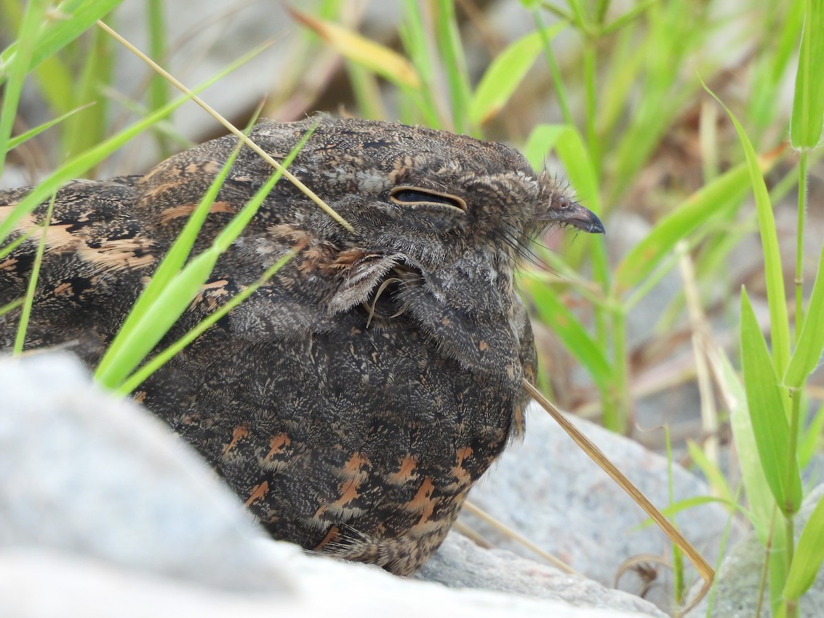 Savanna Nightjar - ML622957928