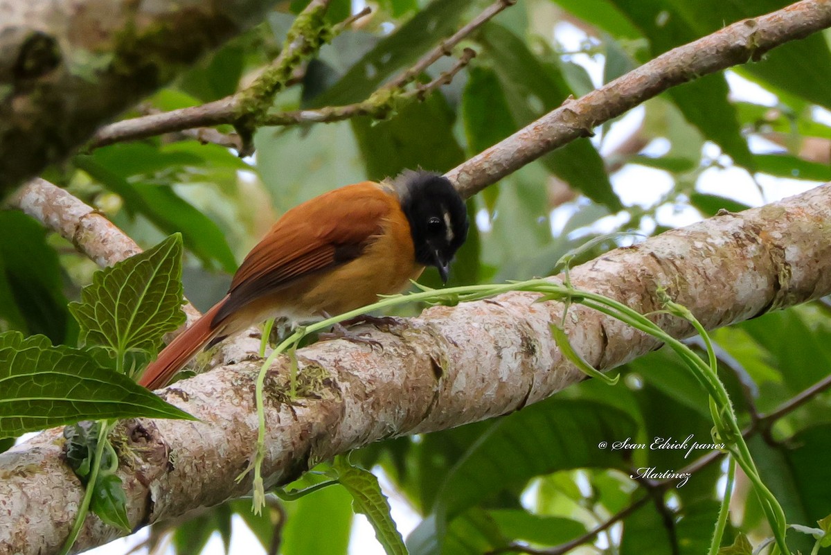 Black-and-cinnamon Fantail - ML622957931